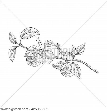 Vector Drawing Branch Of Apple Tree With Leaves And Fruits, Hand Drawn Vintage Illustration
