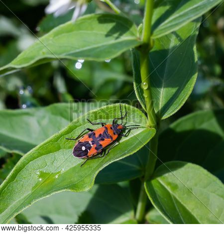 Beetle In The Green Grass. The Wild Nature. Insects