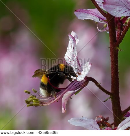 Dictamnus Is Pollinated By Bumblebees. Pink-purple Flowers Bloom In The Wild In Drops Of Dew Under S