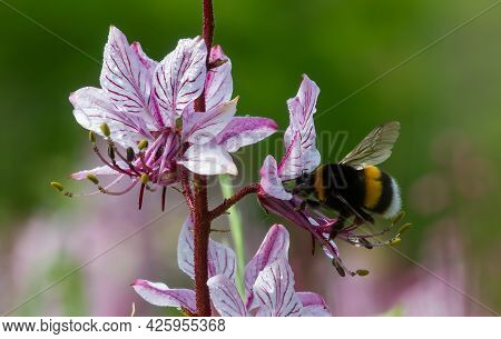 Dictamnus Is Pollinated By Bumblebees. Pink-purple Flowers Bloom In The Wild In Drops Of Dew Under S