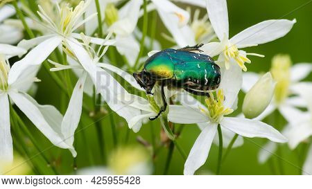 Beetle On White Wildflowers Close Up On A Green Background