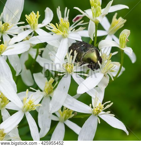 Beetle On White Wildflowers Close Up On A Green Background