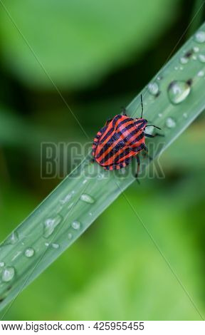 Beetle In The Green Grass. The Wild Nature. Insects