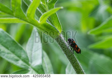 Beetle In The Green Grass. The Wild Nature. Insects