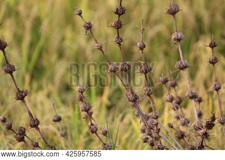Beautiful Thorny Wild Grass Varieties In Nice Blurred Background Nature Wallpaper