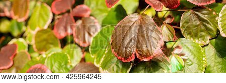 Closeup Red Autum Leaf Of Iresine Diffusa , Bloodleaf, Herbstii Plants.irisine Ornamental Plant, Bea