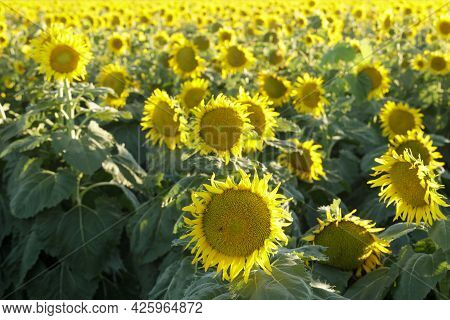 Sunflower Field In Bloom. Dixon, Solano County, California, Usa.