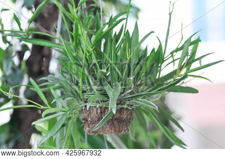 Dischidiopsis, Conchophyllum Philippinense Or Marsdenia Parasitica Or Dischidia Philippines Plant