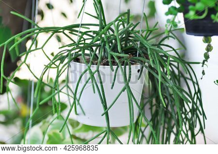 Rhipsalis, Rhipsalis Baccifera Or Rhipsalis Cereuscula Plant