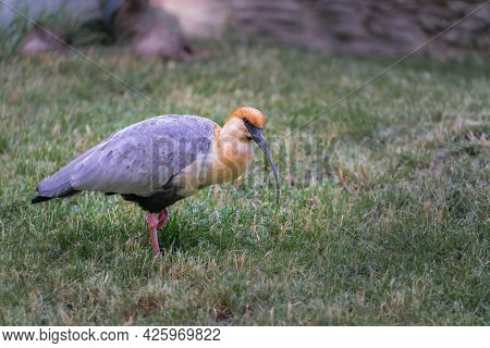 Black-faced Ibis, Theristicus Melanopis, Walking In Grass Looking For Food. Bird Found In Grassland 