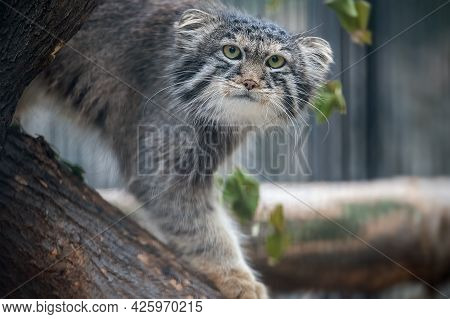 Pallas's Cat (otocolobus Manul). Manul Is Living In The Grasslands And Montane Steppes Of Central As