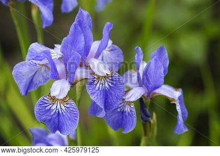 Irideae. Purple Iris Flowers Are Blooming In The Garden. Blue And Purple Flowers In The Garden. Macr
