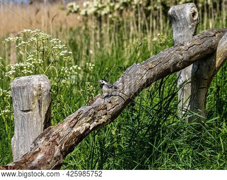 Nature Conservation Area Geltinger Birk At Springtime, Northern Germany, Europe