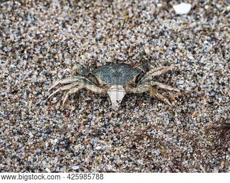 Baltic Sea Crab At Nature Conservation Area Geltinger Birk At Springtime, Northern Germany, Europe