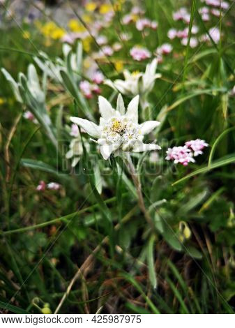 Leontopodium Nivale, Commonly Called Edelweiss. Alpine Flora. Alpine Meadows