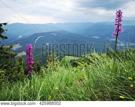 Early Purple Orchid In The Mountains. Alpine Flora. Orchis Mascula (l.) L.  Orchidaceae