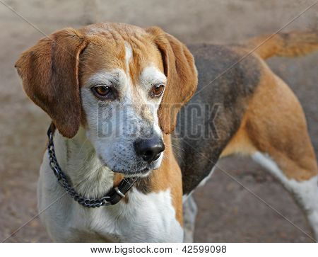 Alert Beagle dog
