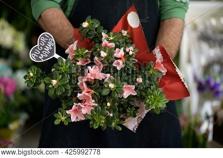 A Florist Holding A Vase Of Pink Azalea Flowers In His Hands With Lettering In Italian Congratulatio