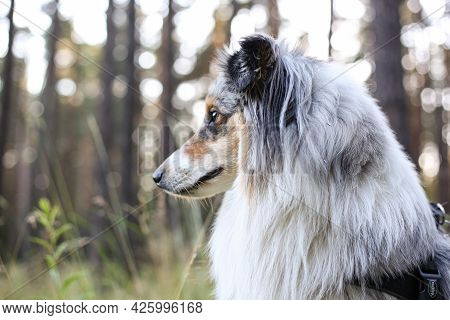Loveoly Close-up Photo Of A Beautiful Fluffy Shetland Sheepdog Sheltie Dog On A Beautiful Sunset Bac