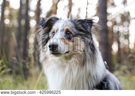 Loveoly Close-up Photo Of A Beautiful Fluffy Shetland Sheepdog Sheltie Dog On A Beautiful Sunset Bac