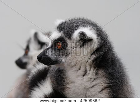 Portrait of a Lemur