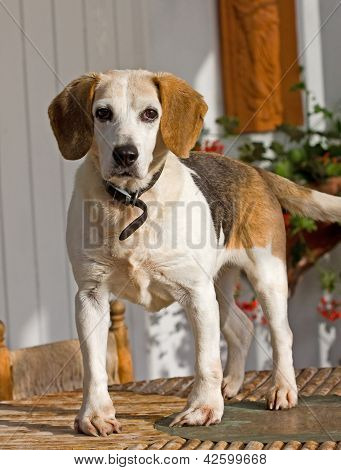 Older Beagle dog standing on a table