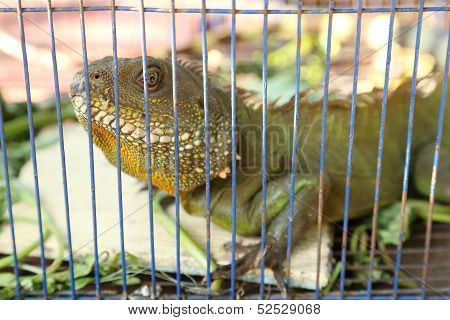 Green Iguana (iquana Iquana)