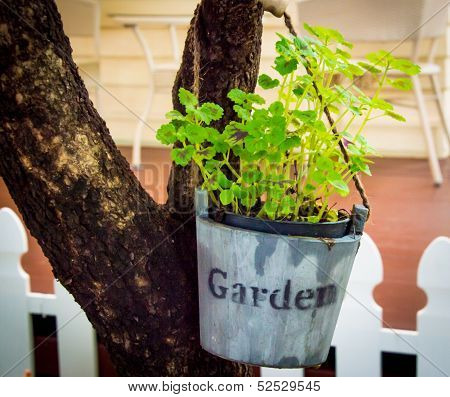 cute pot of plant