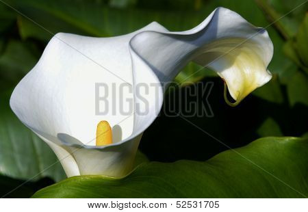 White Arum Lily