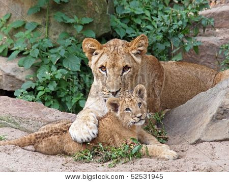 Lions