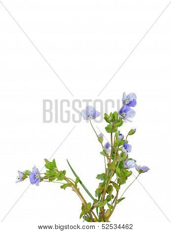 Slender Speedwell (veronica Filiformis)