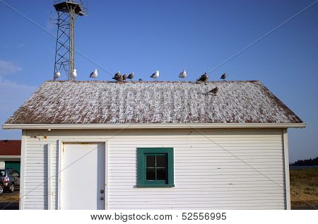 Seagulls