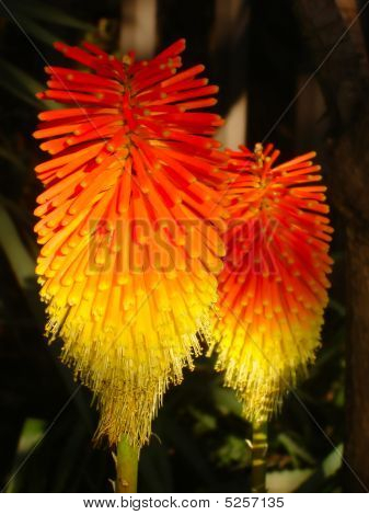 Fiore