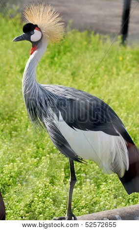 Grey Crowned Crane(Balearica Regulorum)