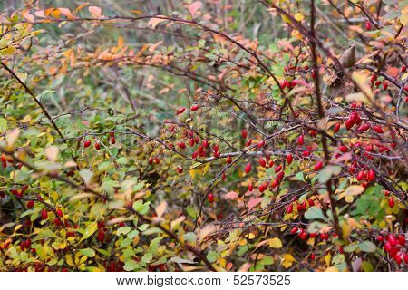 Ripe red berries of barberry (Berberis) in autumn.