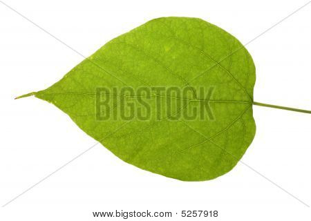 Green Leaf