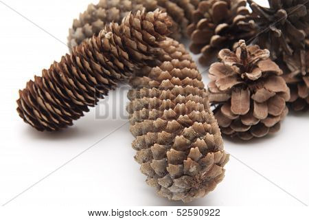 Fir cones and pine plugs