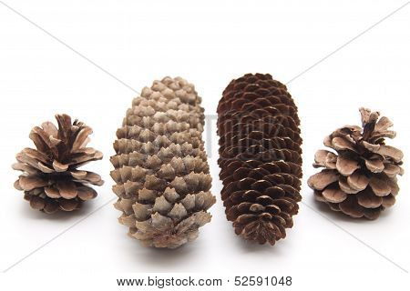 Fir cones and pine plugs