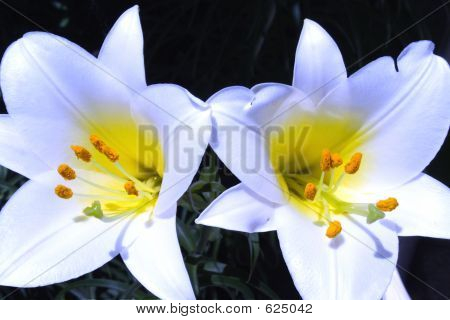Lilium
