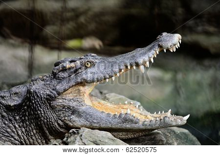 Siamese Crocodile