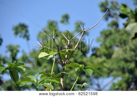 tailorbird