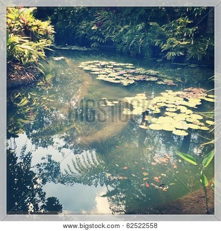 Tropical pond in Summer - Instagram effect