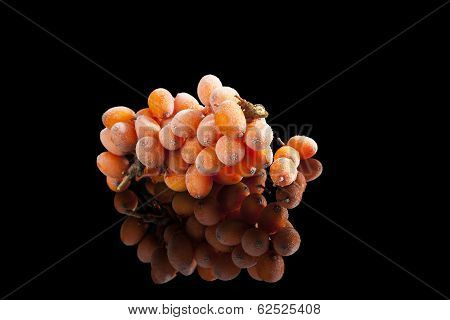 Seabuckthorn On Black.