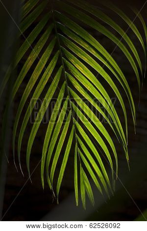 Coconut leaf