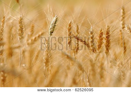 Barley field