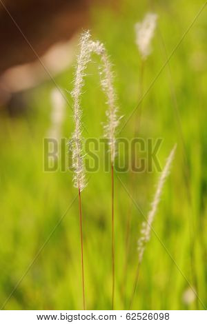 grass field
