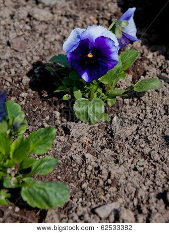 Pansy