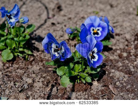 Pansy