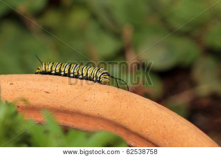 A Genuine Monarch Butterfly Caterpillar 