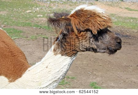 llama